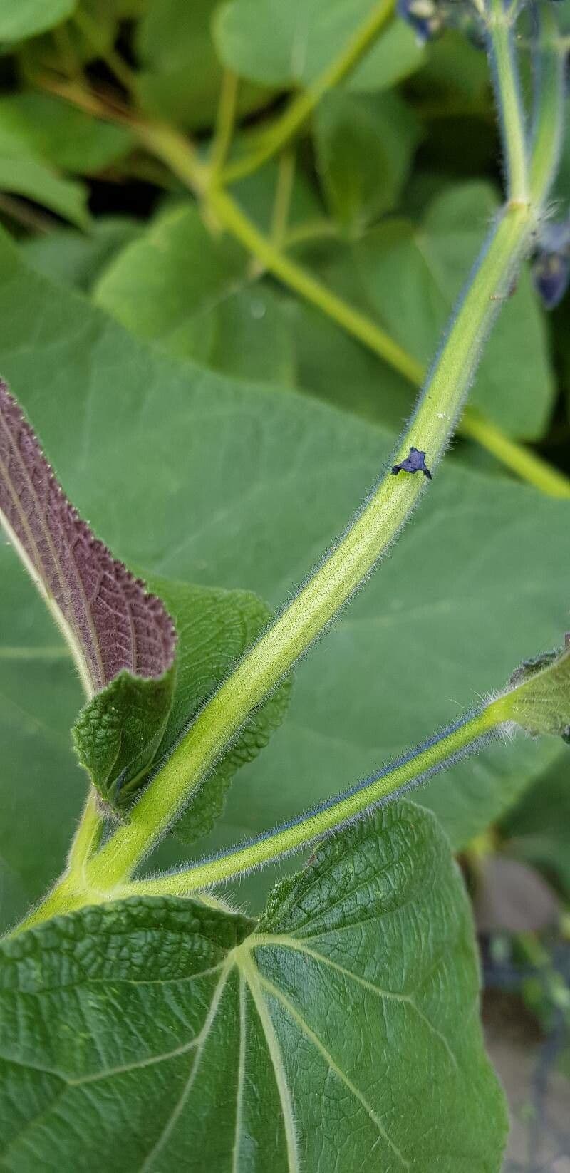 Salvia patens 19