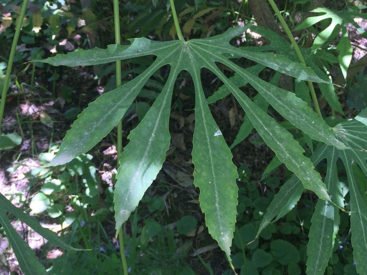 Fatsia 7