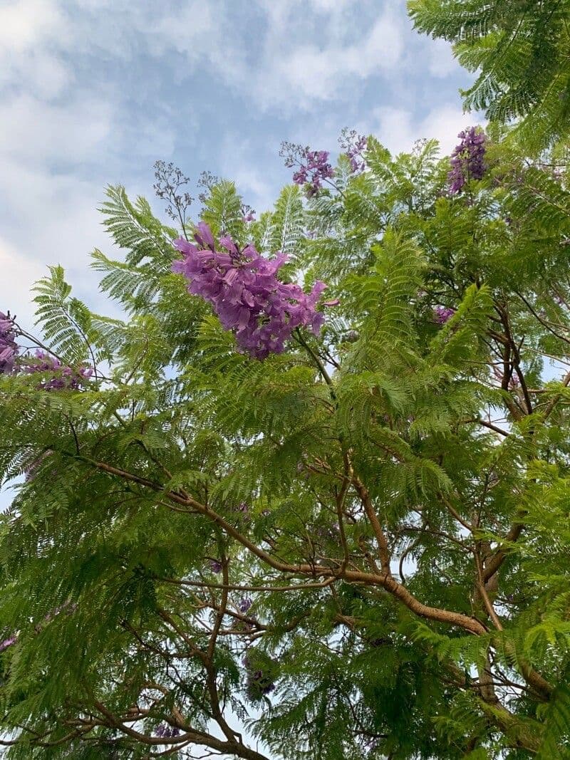 Jacaranda caucana 7