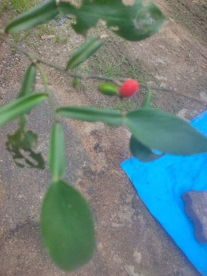 Pothos scandens 2