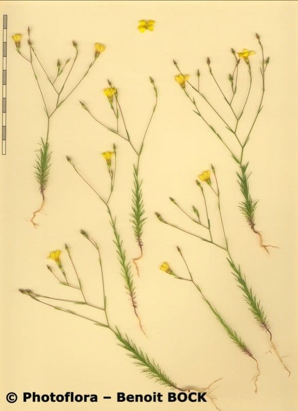 Linum 3