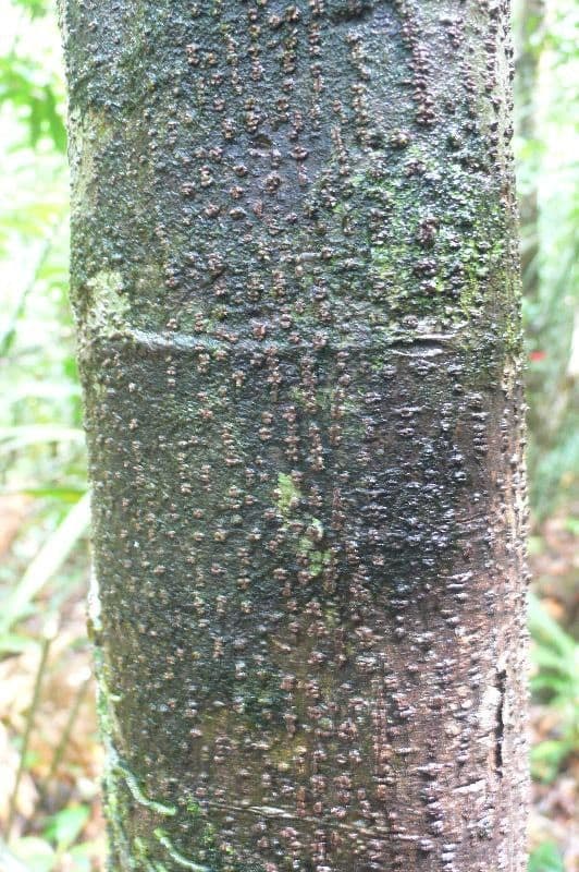 Duguetia calycina 9