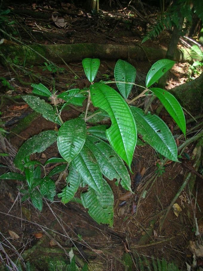 Miconia
