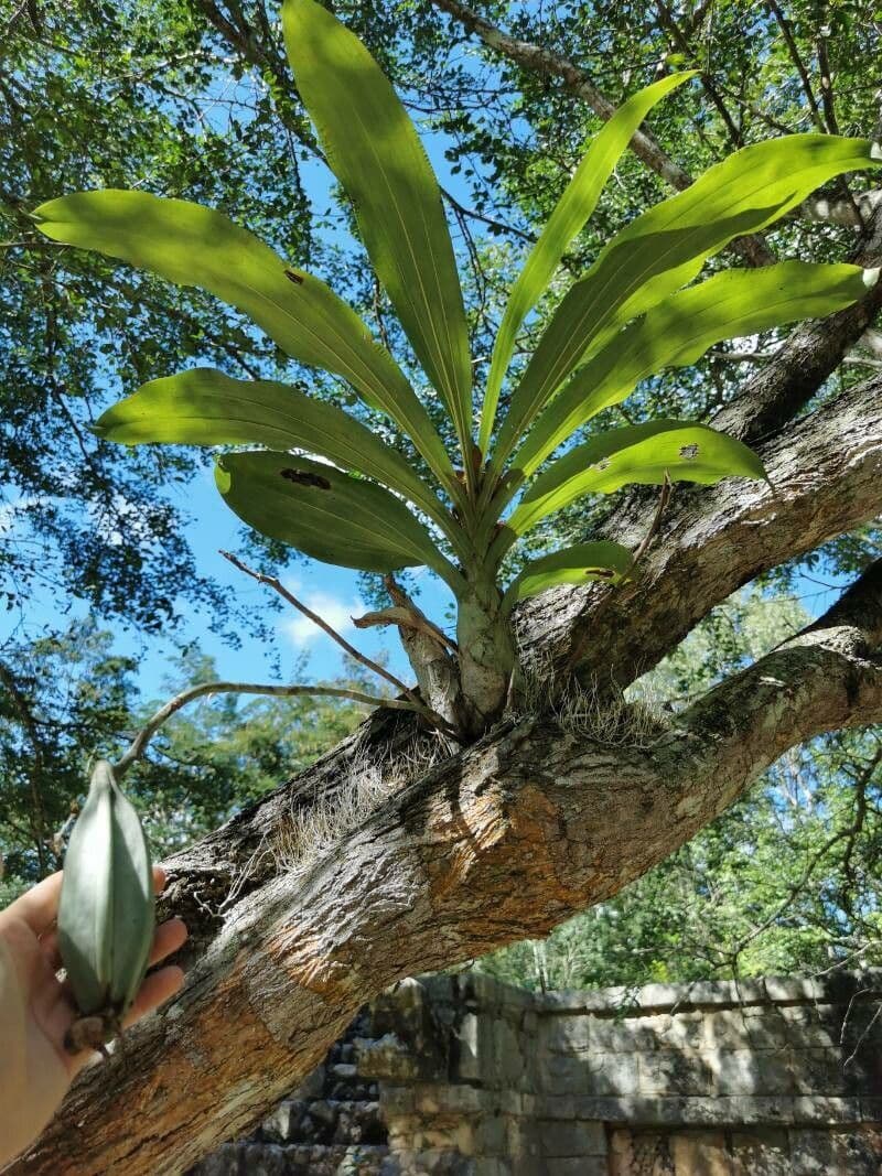 Catasetum 2