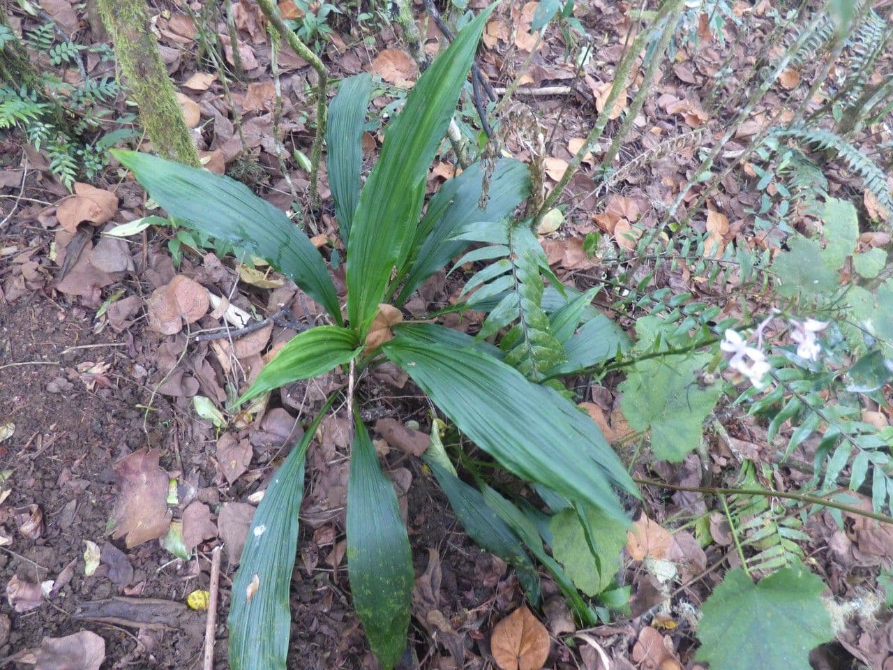 Calanthe silvatica 15