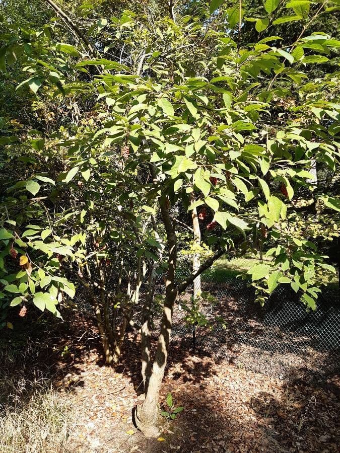 Magnolia 11
