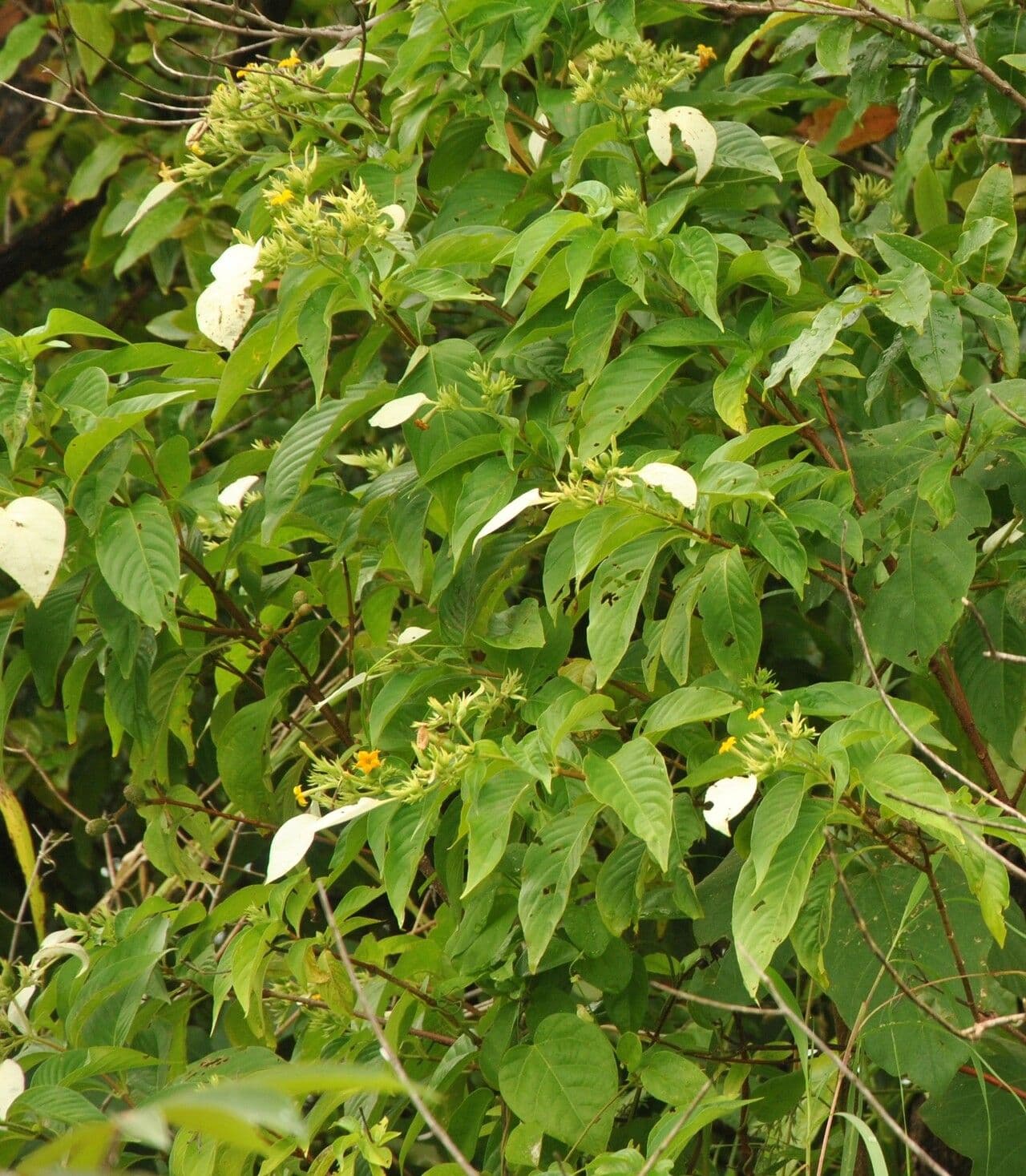 Musaenda 15