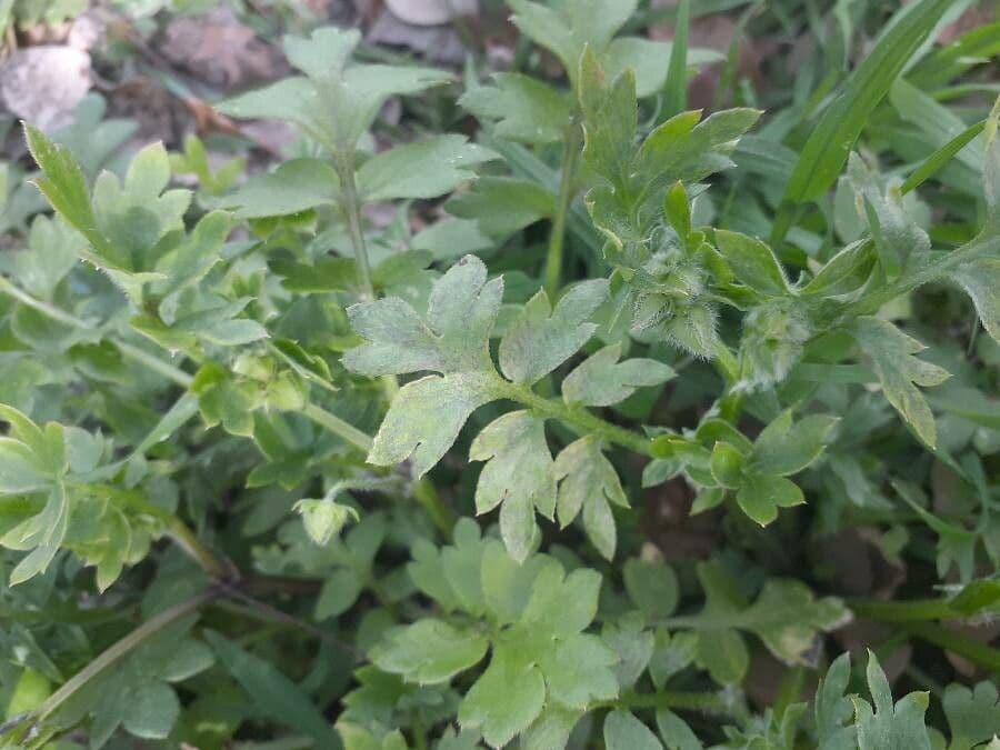 Nemophila 13