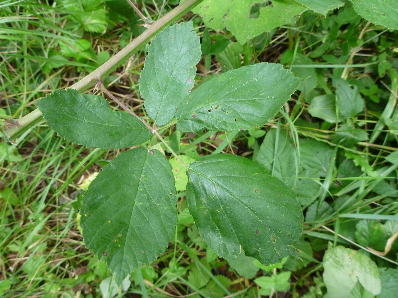 Rovo 4