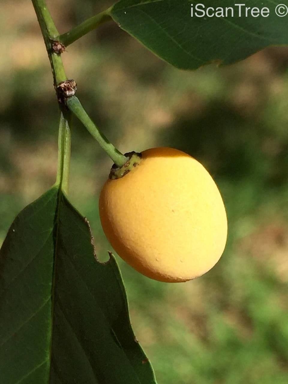 Berchemia discolor 3