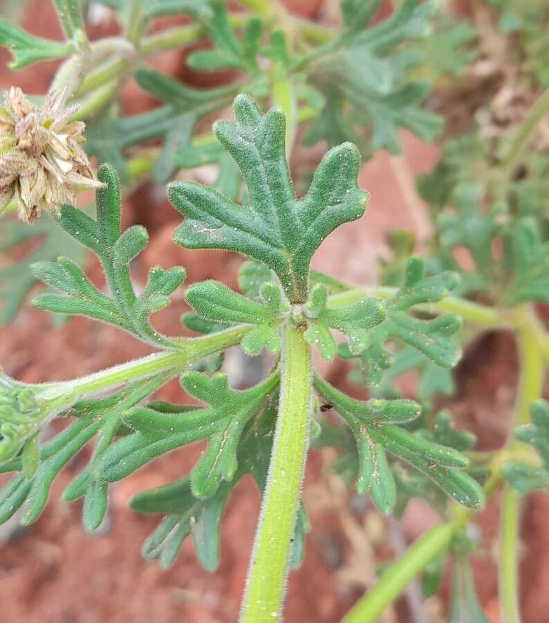 Junellia 5