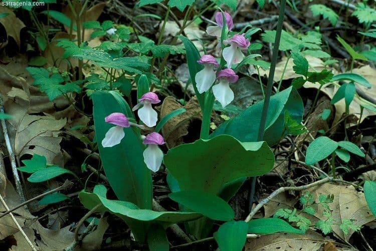 Galearis spectabilis 6