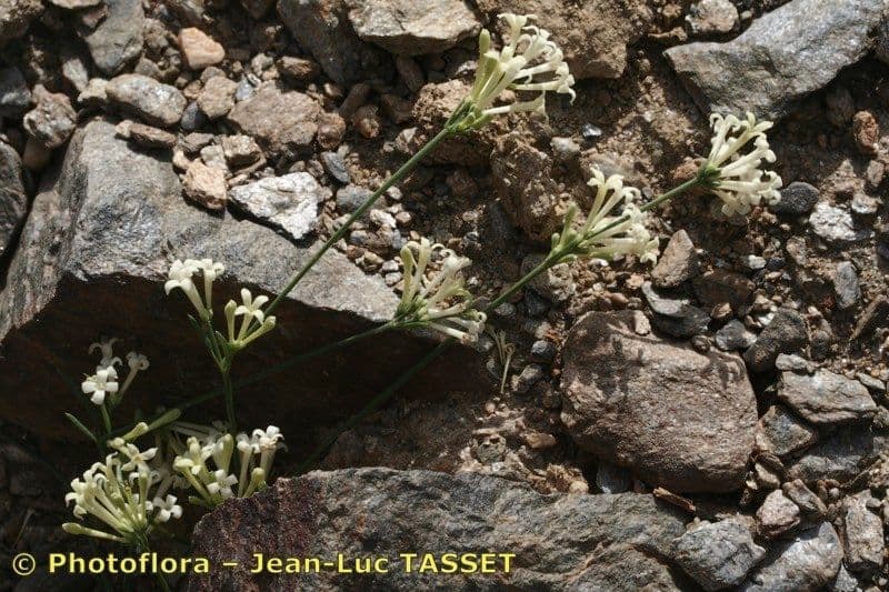 Asperula aristata 24