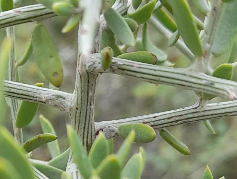 Cyclolepis 3
