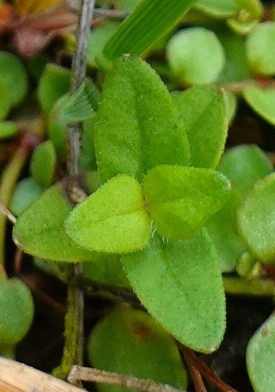 Scutellaria minore 16
