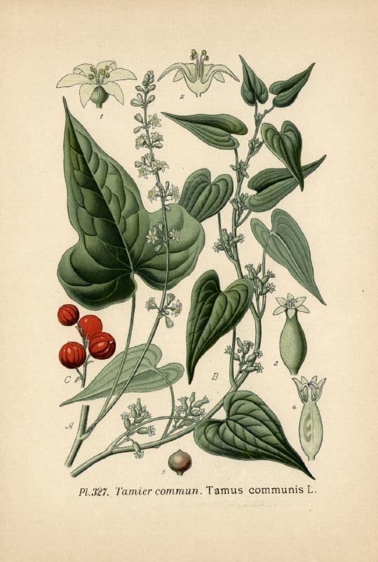 Tamaro 26