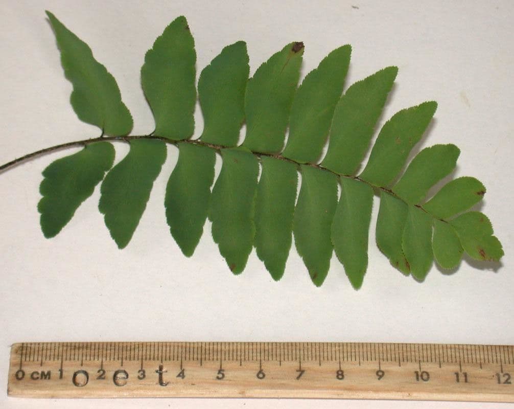 Adiantum 6