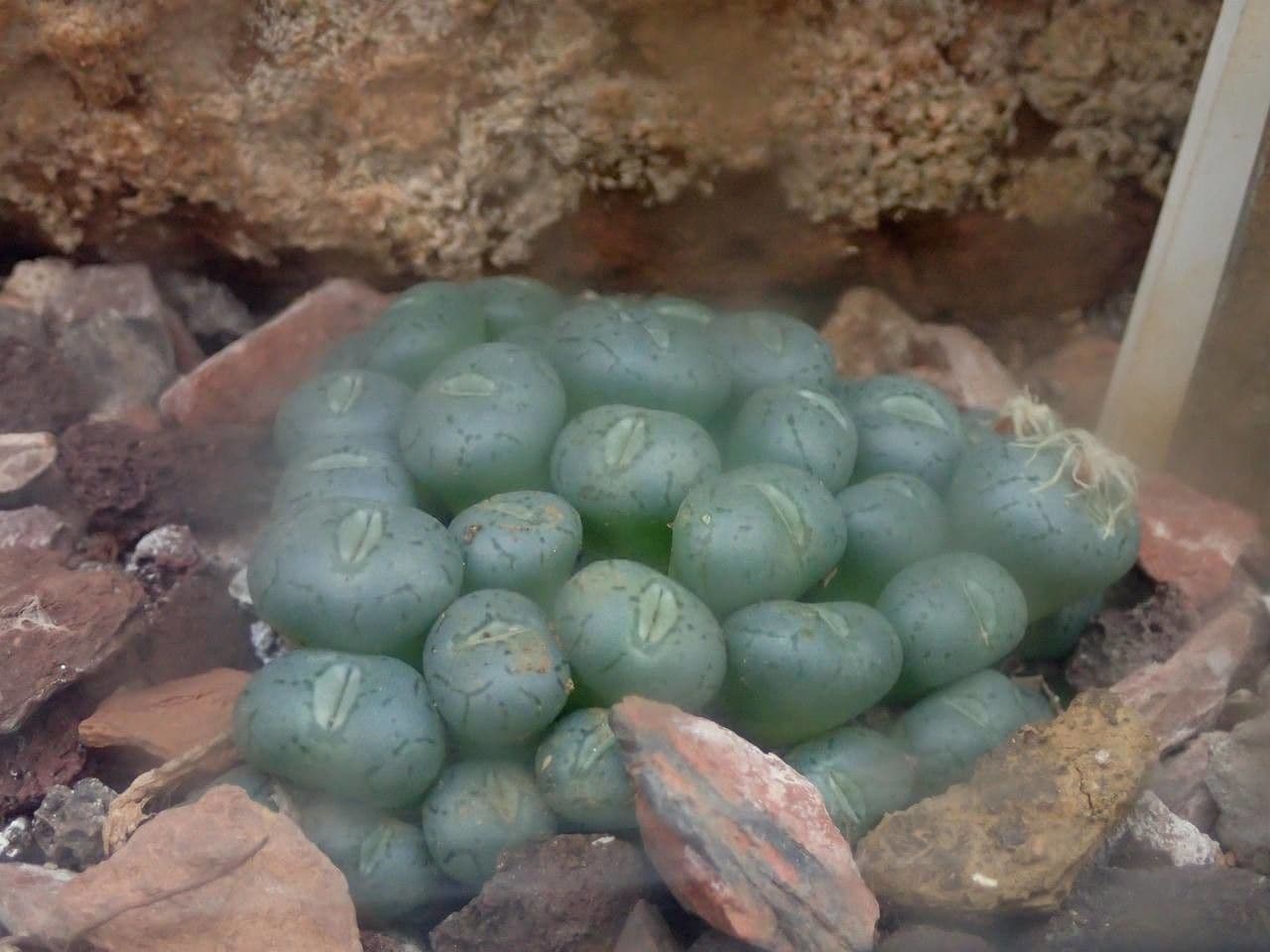Lebende Steine