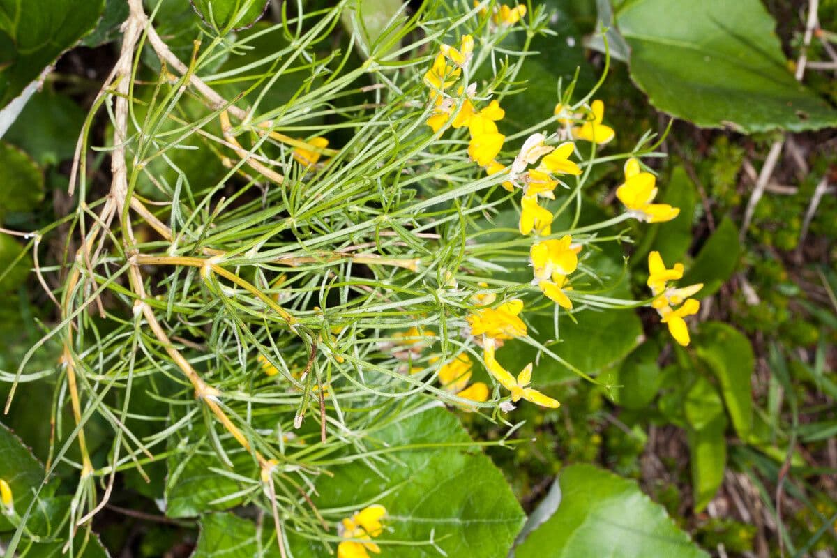 Ginestra radiata 25