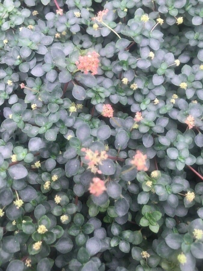 Pilea