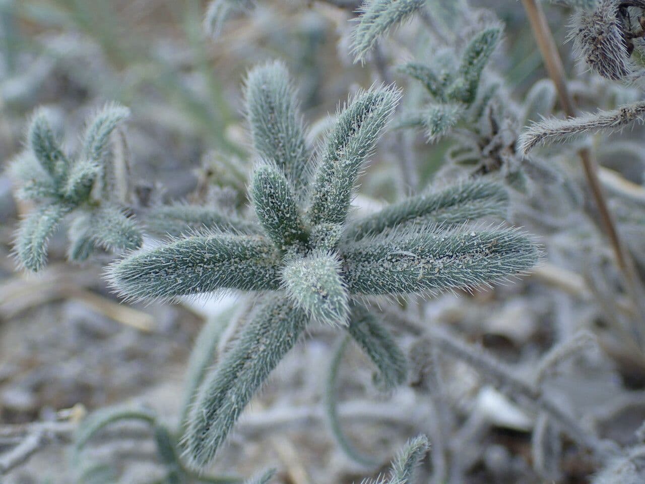 Echium angustifolium 14