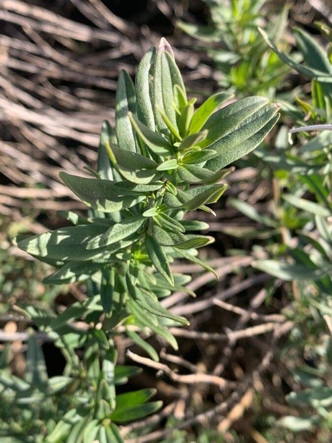 Issopo 19