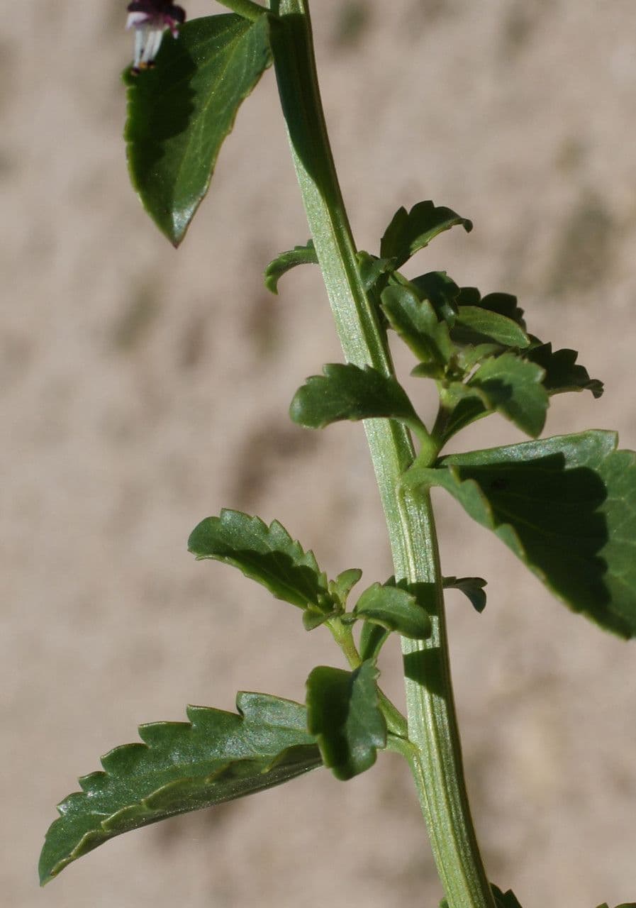 Scrophularia arbustiva 14
