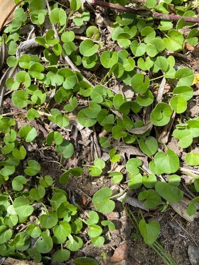Dichondra a fiore piccolo 13