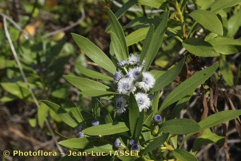 Globularia salicina 20