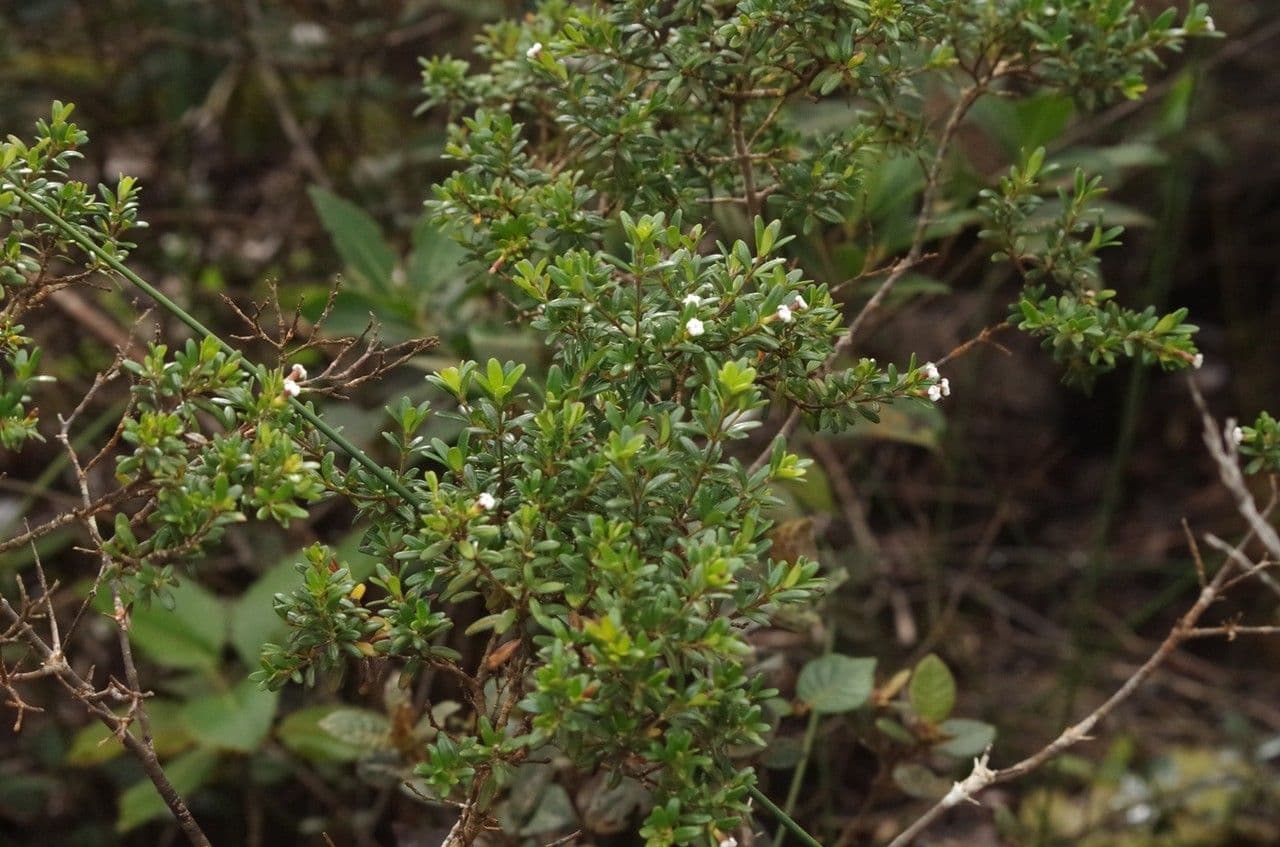 Alyxia kaalaensis 3