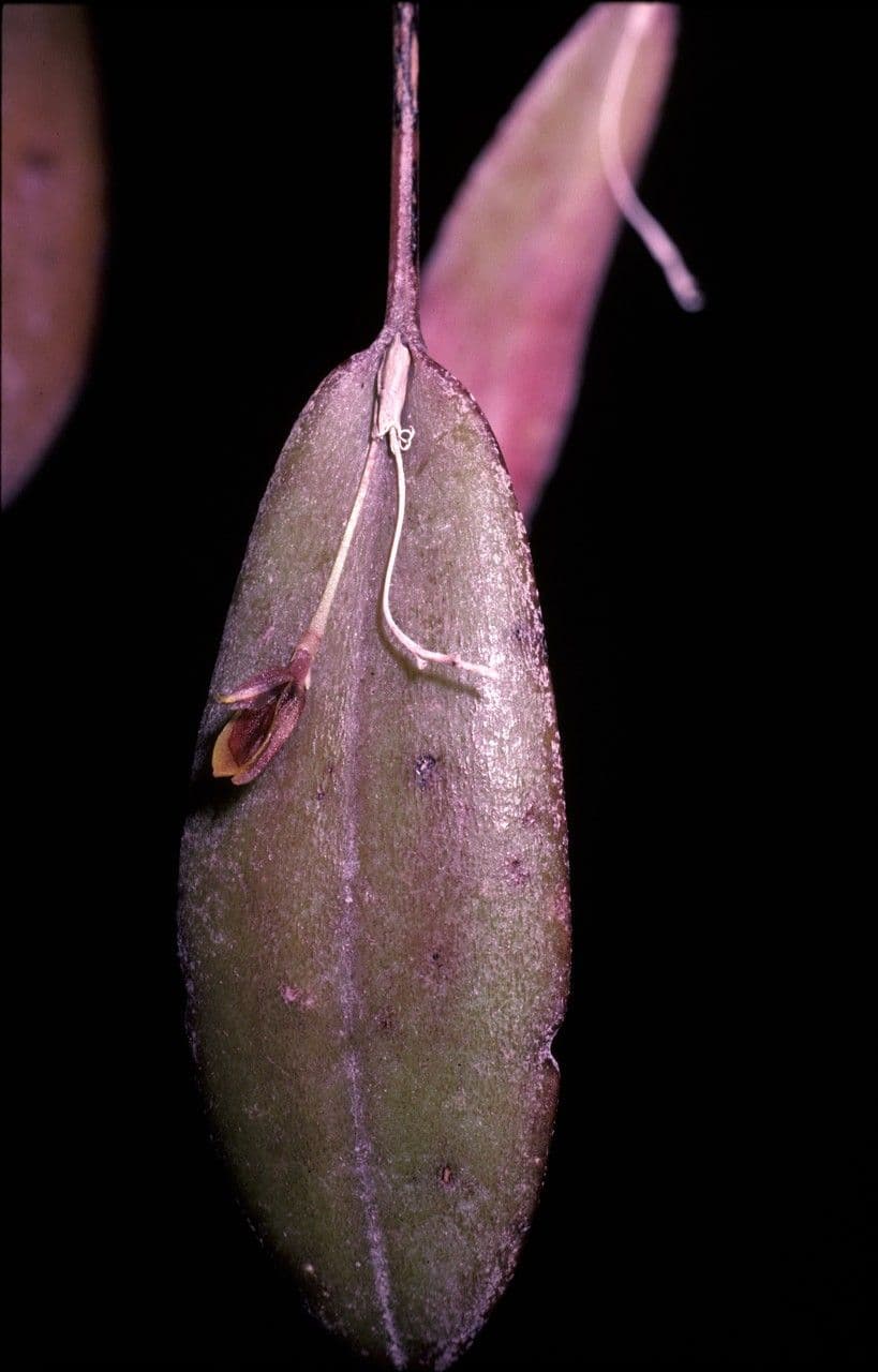 Acianthera