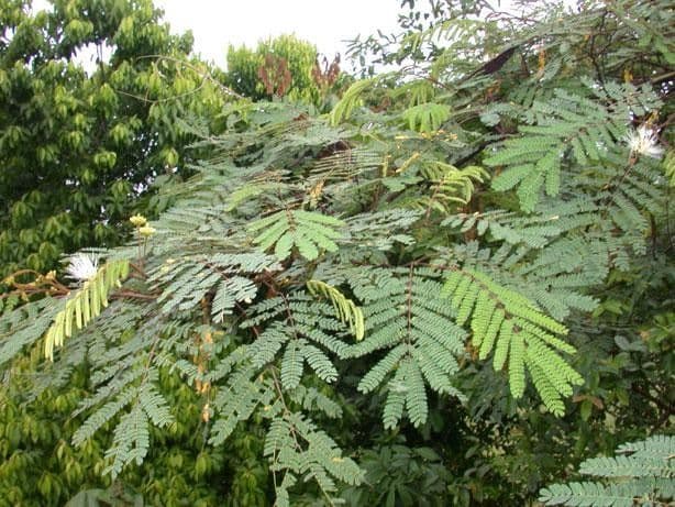 Albizia carbonaria 11