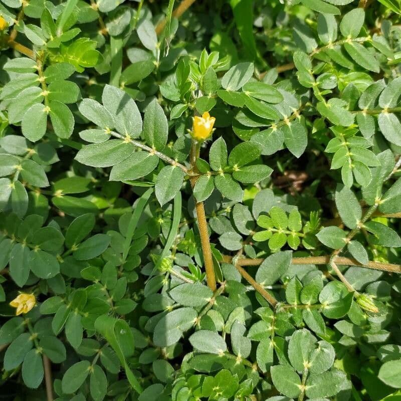 Kallstroemia 13