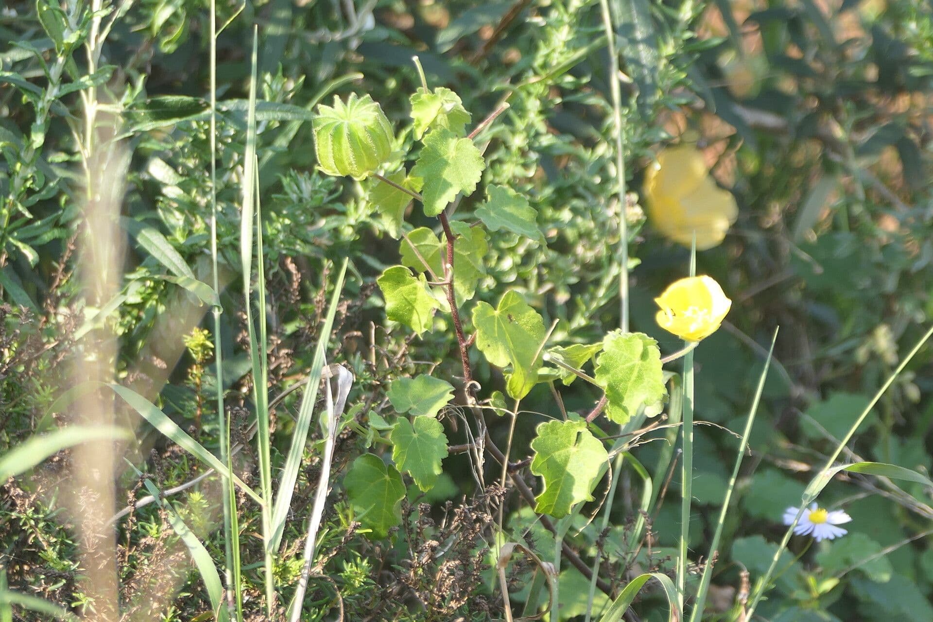 Pavonia 5