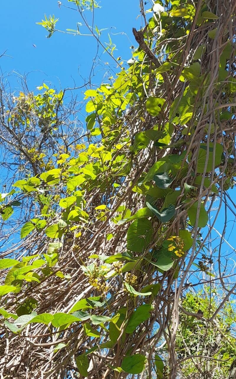 Stigmaphyllon 8