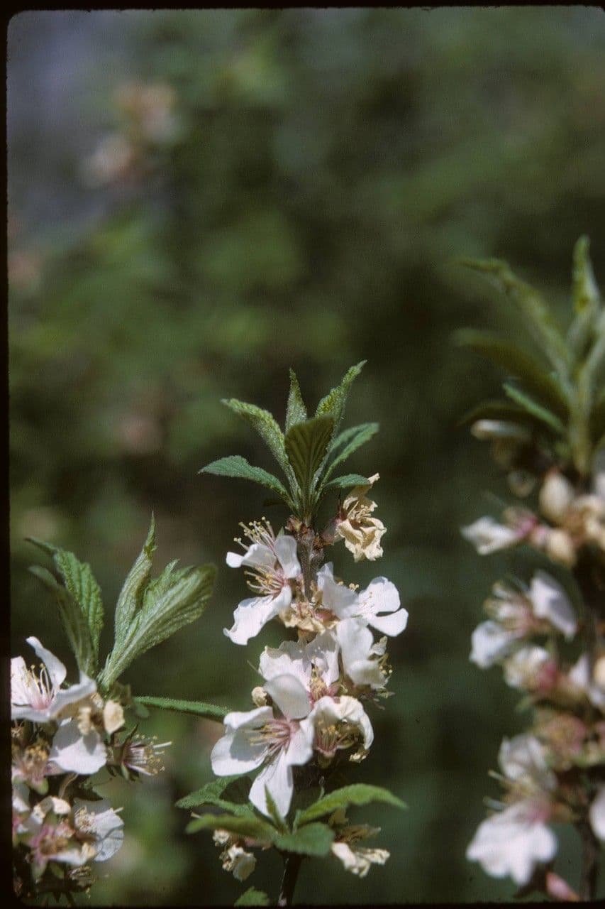 Prunus tomentosa 13