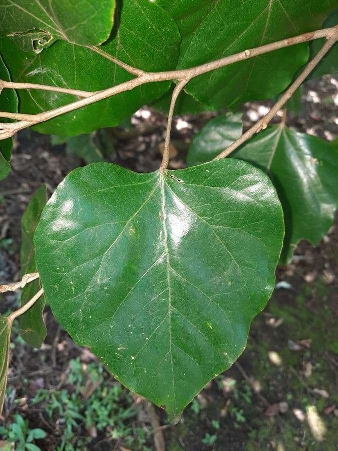 Croton 8