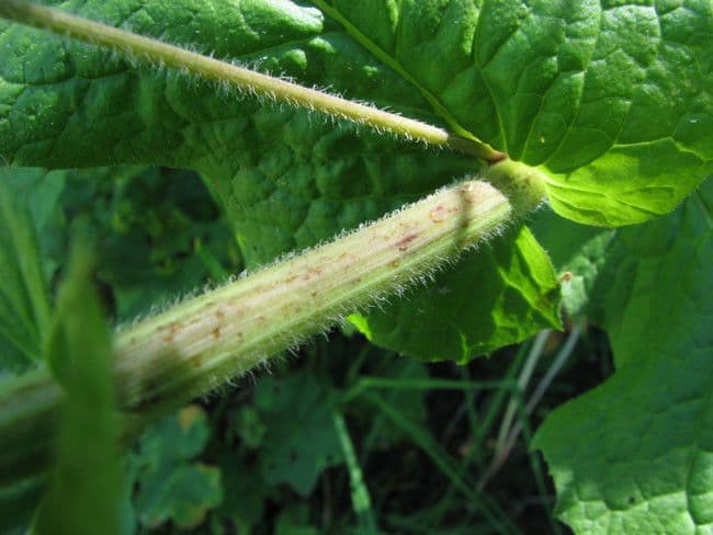 Radicchiella 15
