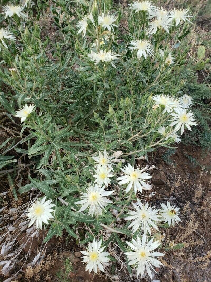 Mentzelia multiflora 11