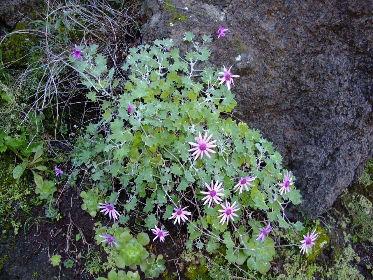 Pericallis 7