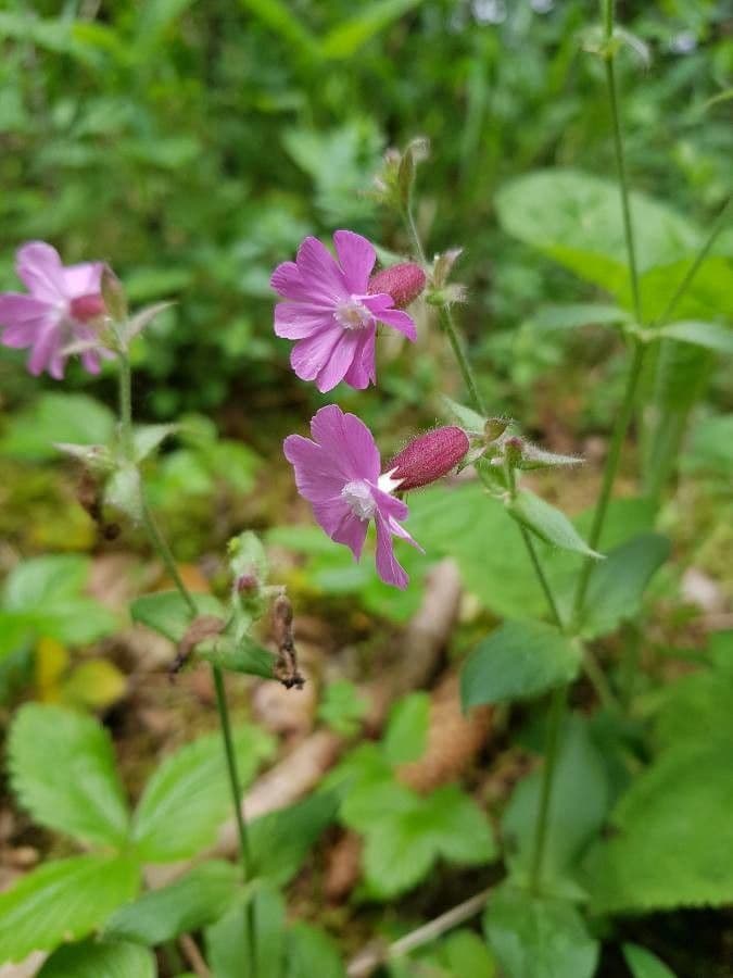 Silene dioica 8