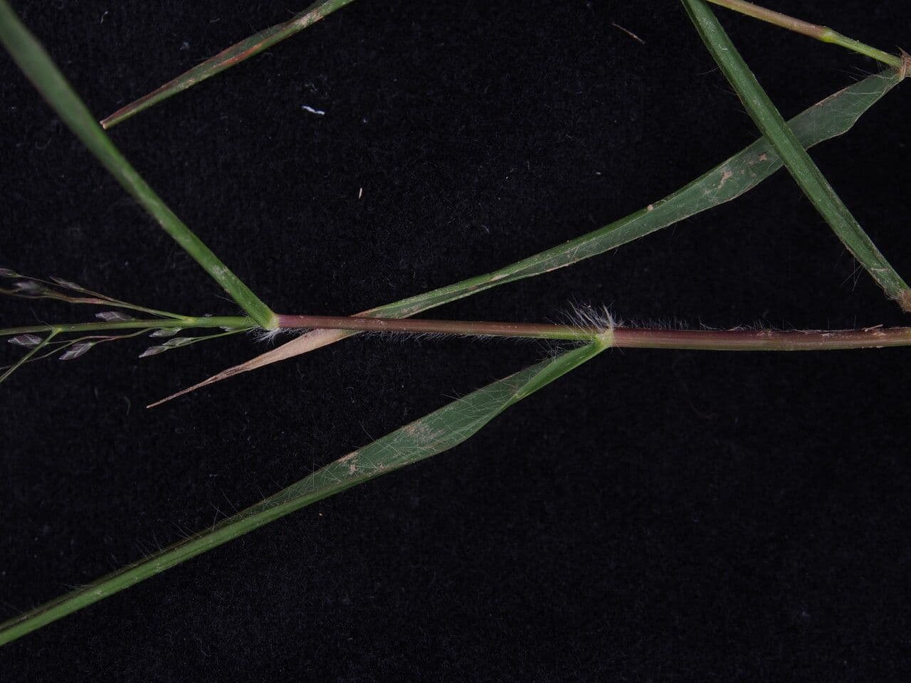 Eragrostis 4