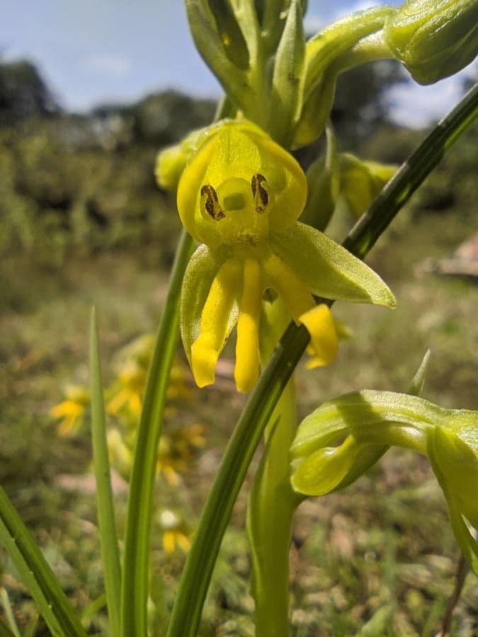 Habenaria