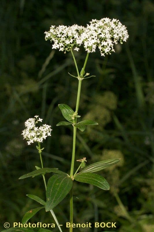 Przytulia rubioides 18