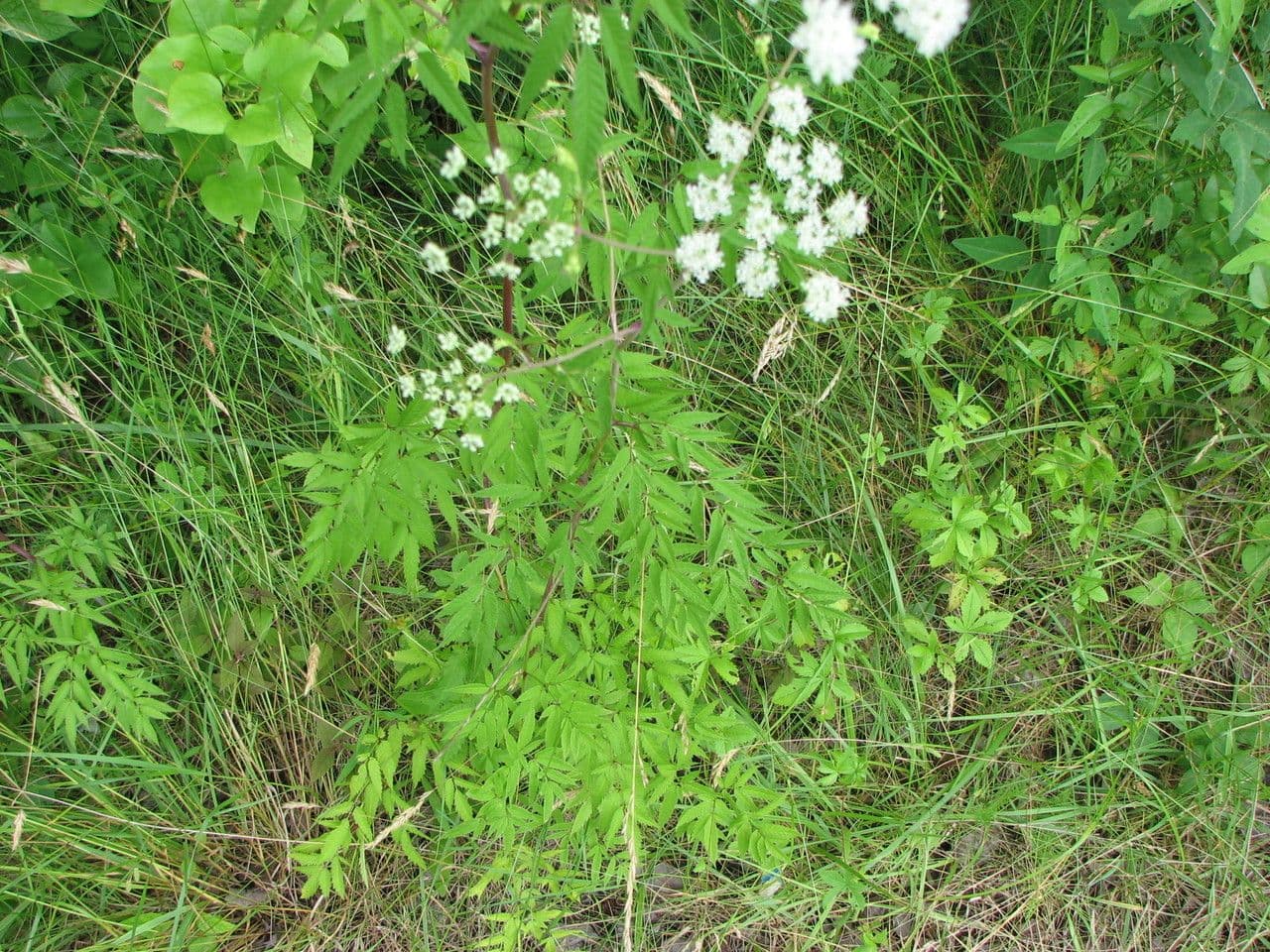 Bodliak škvrnitý 12
