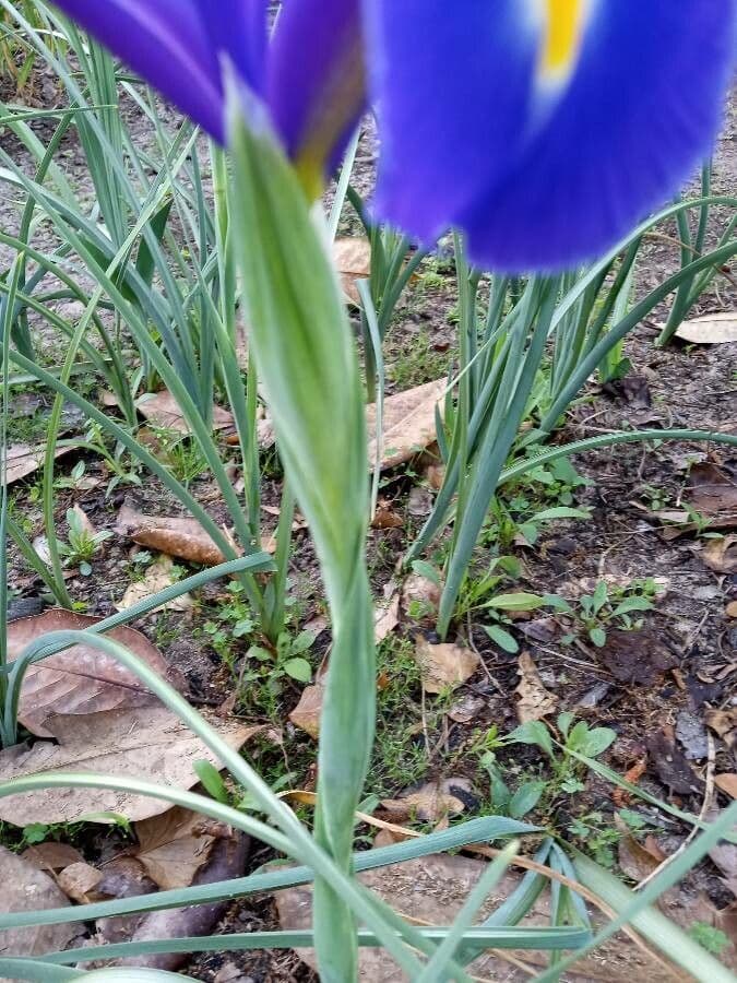Iris xiphium 24