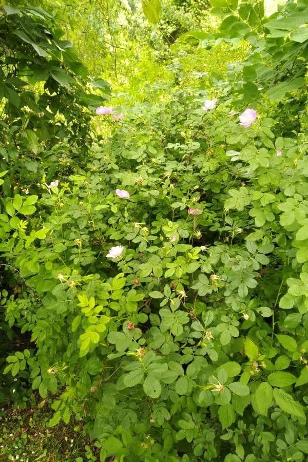 Woods-Rose 15