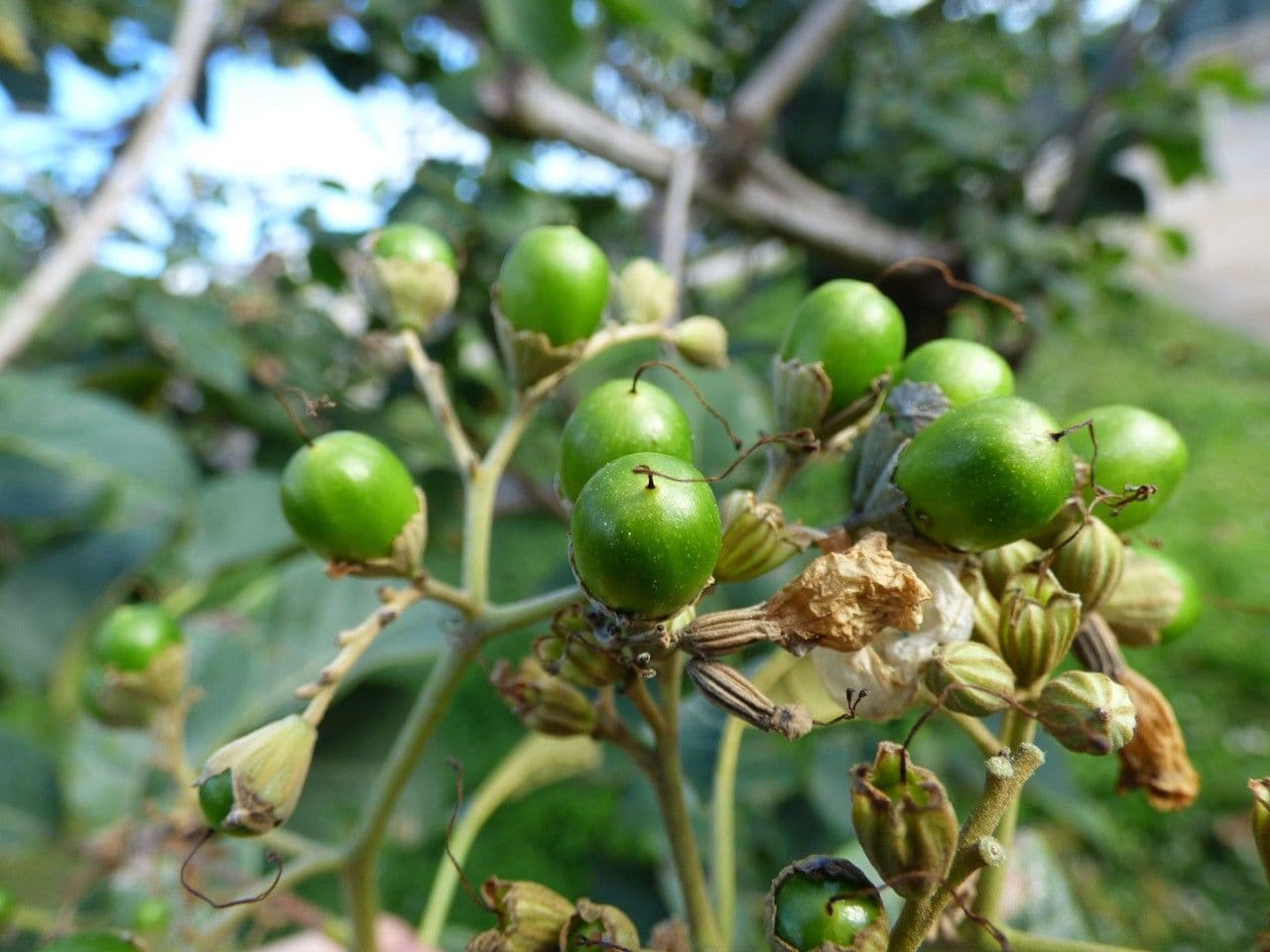 Cordia 3