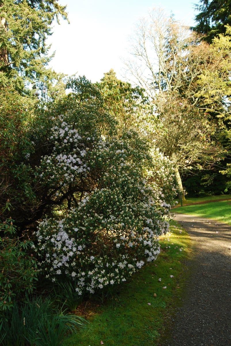 Rododendro 6