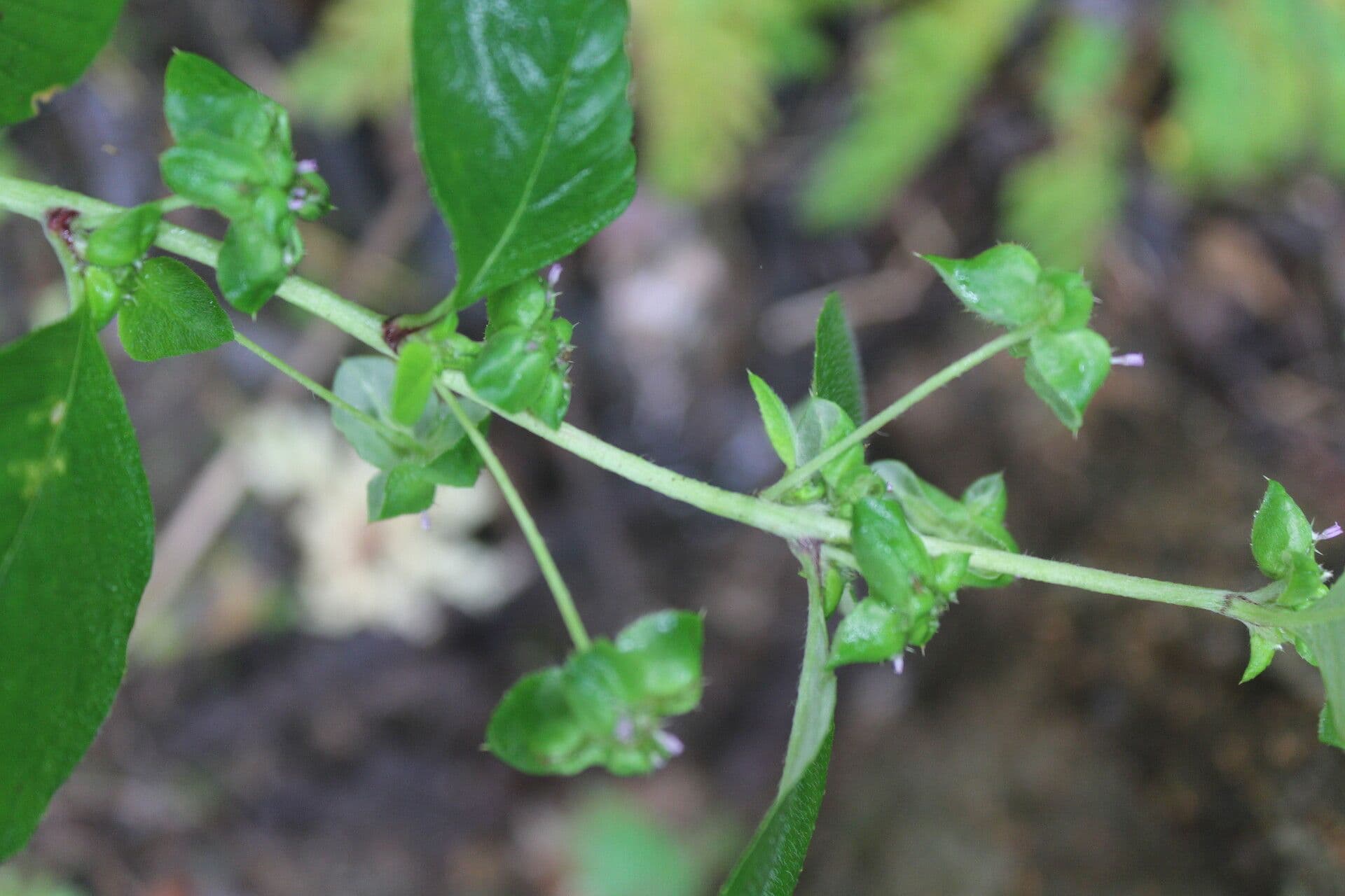 Spiracantha 10
